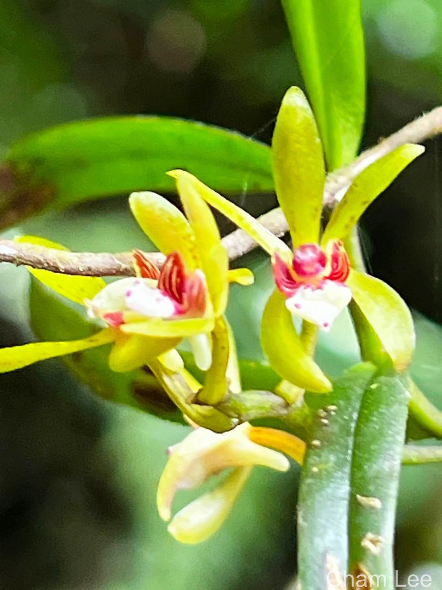 Trichoglottis longifolia Atthan., C.Bandara, N.L.Bandara & Kumar